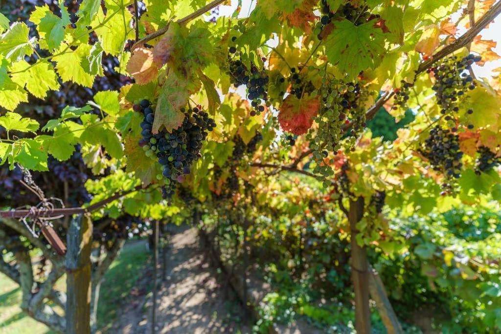 Quinta De Villa Franca - Douro Пезу-да-Регуа Экстерьер фото